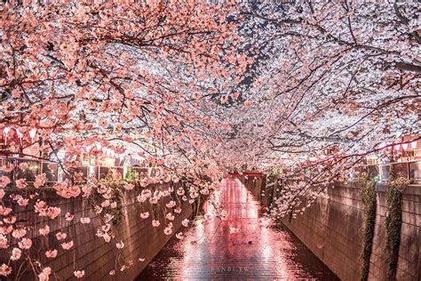 櫻花樹|東京賞櫻全攻略 / 東京旅遊官方網站GO TOKYO